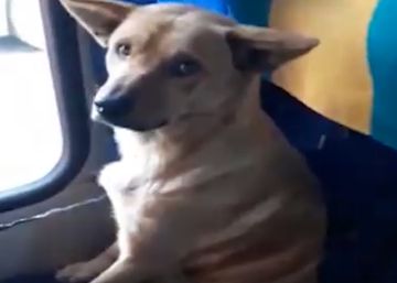 Un conductor de autobús cobija a un perro del frío y conmueve a los internautas