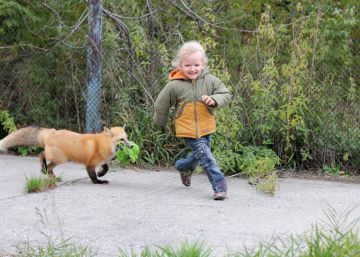Cómo convertir zorros salvajes en dóciles perritos
