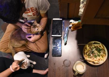 Café, libros y gatos: en estos sitios los felinos son los protagonistas