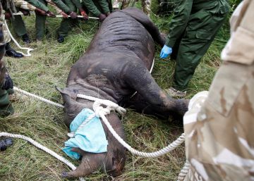 La muerte de 11 rinocerontes negros en el mayor parque natural de Kenia en solo un mes levanta fuertes críticas