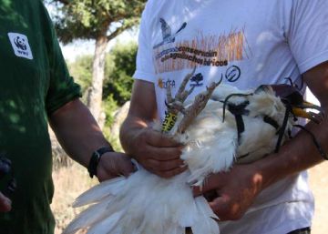 Aves ‘centinelas’ contra el veneno para animales