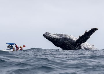 ¡Ballena a la vista!