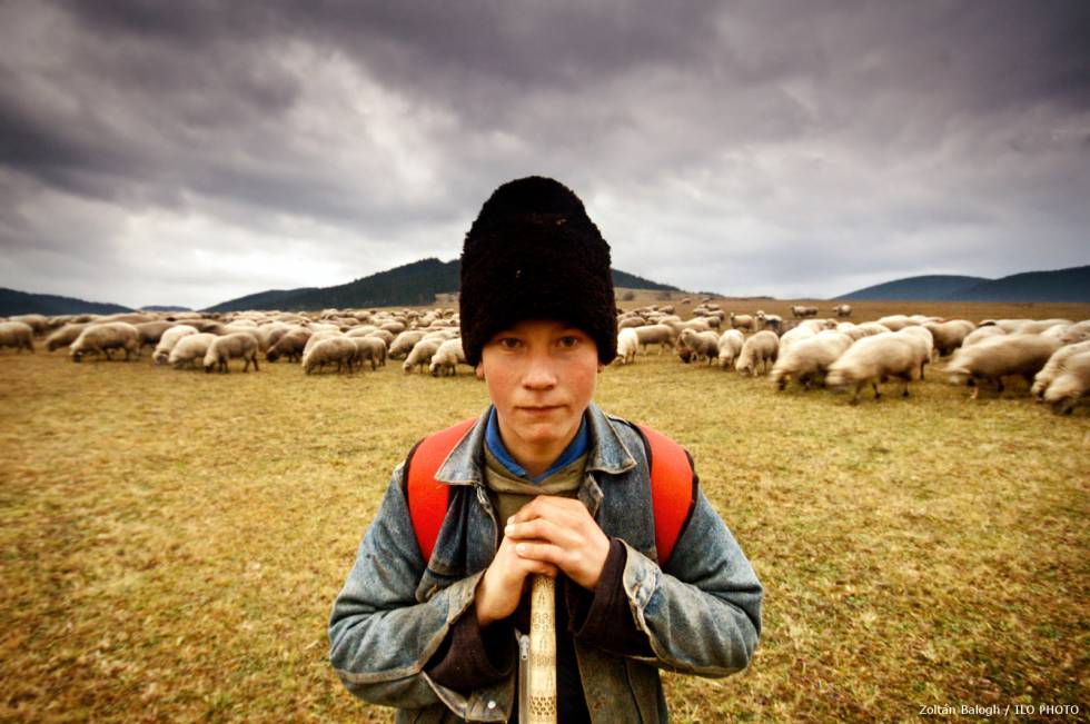Un joven trabaja como pastor en Transilvania.