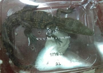 Hallada una cría de cocodrilo en un paquete de una mensajería en México