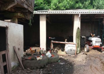 200 animales sobreviven en pésimas condiciones en una granja asturiana