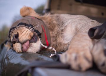 El mayor traslado conservacionista de leones salvajes de la historia
