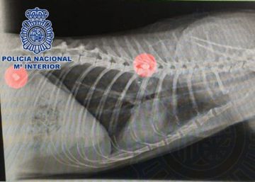 Detenido por matar a la gata de sus vecinos con una escopeta en Gran Canaria