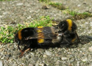 Nuevos pesticidas alternativos a los neonicotinoides también son un riesgo para las abejas