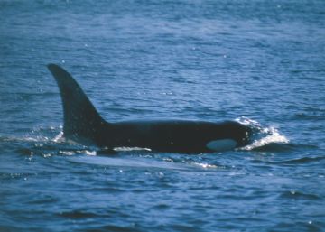 El extenso “duelo” de una orca que acompañó el cuerpo muerto de su cría durante 17 días