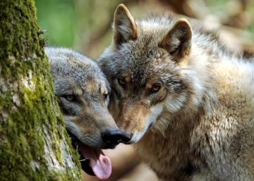 EE UU vuelve a autorizar el uso de bombas de cianuro para matar animales salvajes