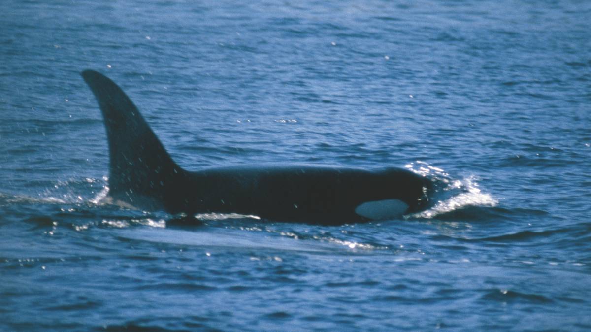 Un ejemplar de orca en Canadá.