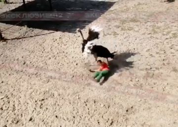 Un avestruz en celo ataca a un cuidador de un zoológico