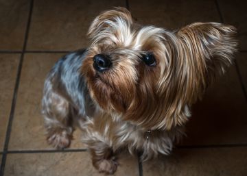 Detenida por matar a un perro que tiró por el balcón de la casa en la que robaba
