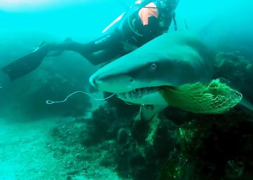 Un buzo español quita una red de pesca enganchada en las agallas de un tiburón