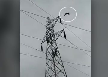 Un mono salta al vacío desde una torre de alta tensión para salvarse la vida