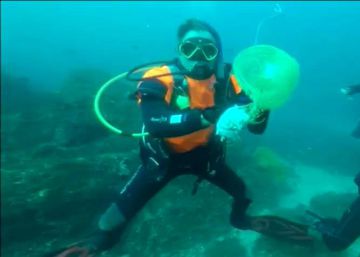 Un submarinista español libera a un tiburón que estaba tragándose una bolsa de plástico
