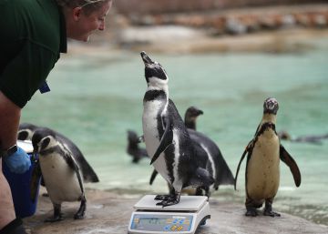 ¿Cuánto pesan los animales del zoo de Londres?