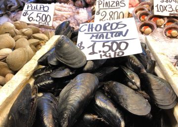 Maltones, cholgas, choritos, erizos y otros mariscos australes