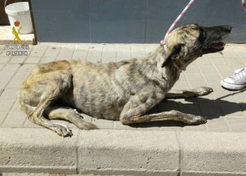 Imputado un vecino de Sevilla por tener varios galgos en estado de inanición, uno de los cuales murió