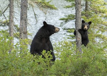 Canadá desmantela una red de cazadores furtivos de osos negros para el mercado chino