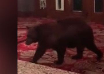 Un oso consigue entrar en un hotel de Colorado y se pasea por la recepción