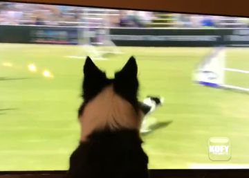 El entusiasmo de una perra al
ver su propia victoria en televisión