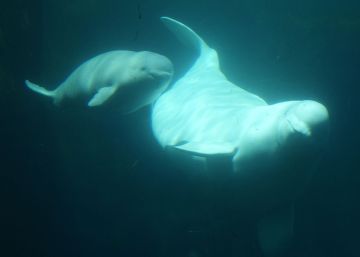 Ya son cinco las especies animales que experimentan la menopausia