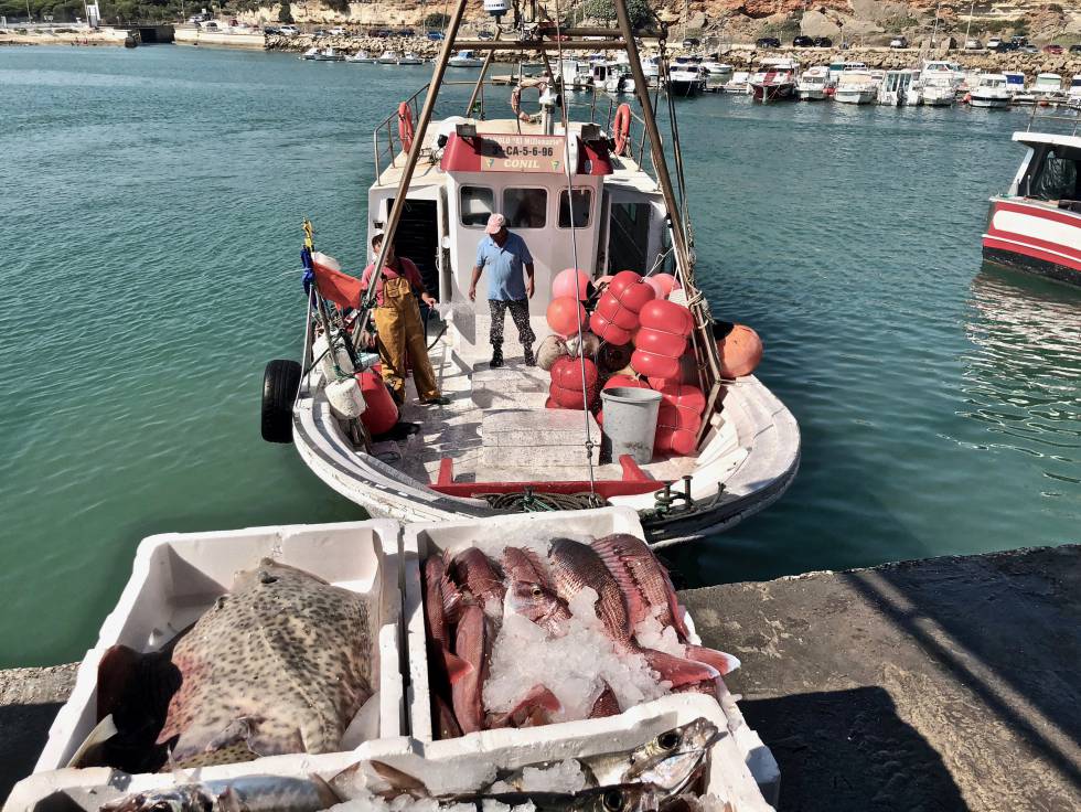 LONJA DE CONIL DESCARGANDO PESCADO PARA LA SUBASTA CAPEL