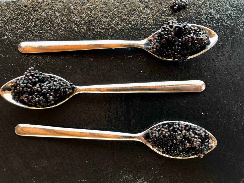 HUEVAS DE BOGAVANTE CAPEL