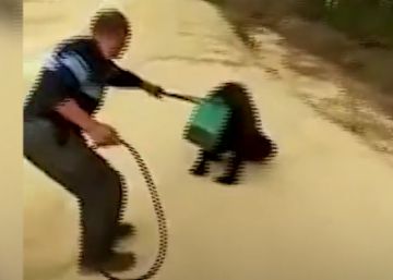 Las autoridades rusas buscan a un oso que deambula con la cabeza atascada en un bidón de plástico