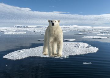 Un oso polar en la puerta de casa