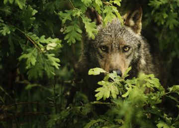 Asturias investiga la aparición de un lobo decapitado en una piscina pública