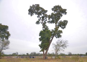 Salvar al árbol gigante de Paraguay