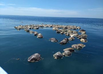 Encontradas mortas 300 tartarugas em risco de extinção na costa do México