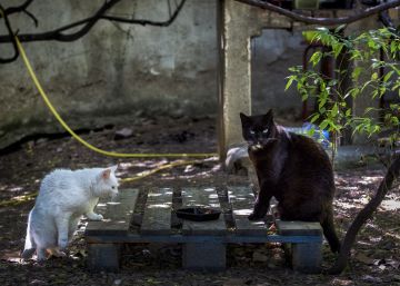 Animalitos