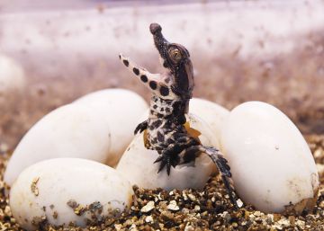 Las mejores fotos de animales de agosto 2018