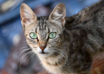 Un pueblo de Nueva Zelanda planea erradicar los gatos domésticos para proteger a los animales nativos