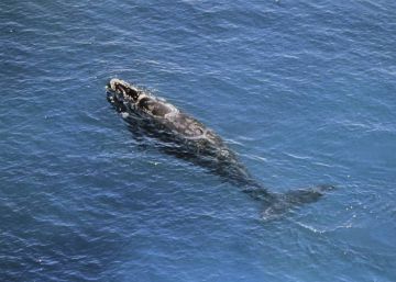 Canadá destapa las negligencias detrás de la muerte de un voluntario por el coletazo de una ballena