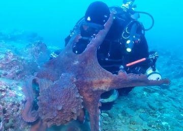 Un pulpo ataca a un buzo y trata de quitarle la cámara