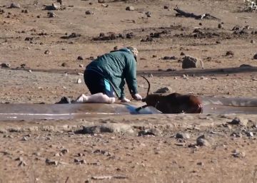 Un turista salva la vida a un impala en Sudáfrica tras liberarlo de una poza de barro