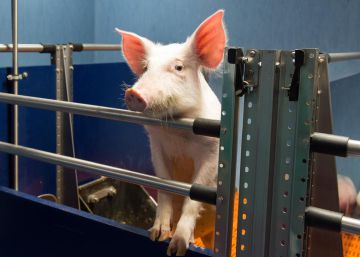 Los laboratorios que experimentan con animales comienzan a abrir sus puertas