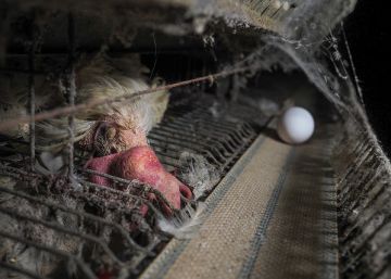 Gallinas ponedoras entre parásitos y restos de animales en descomposición