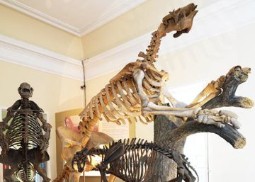 The irreplaceable scientific treasures lost in Brazil’s National Museum blaze