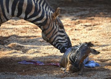 El rescate de una cebra recién nacida tras caer al agua en el Bioparc de Valencia