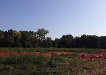 El agricultor holandés que tiró un millón de pimientos por feos