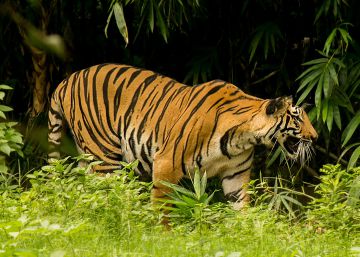 El Supremo de India autoriza la caza a muerte de una tigresa devoradora de hombres