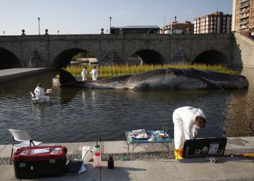 Un cachalote toma el río Manzanares