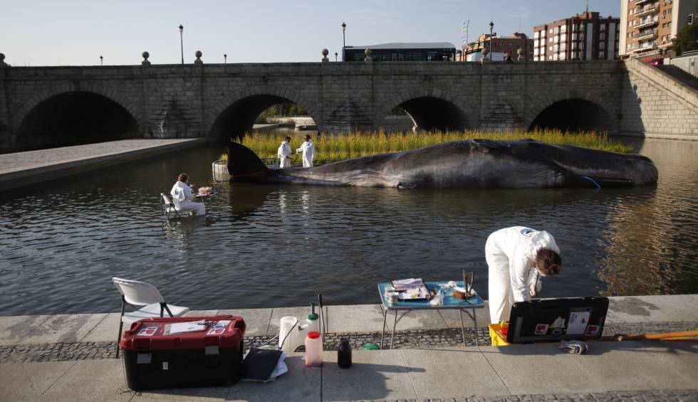 Un cachalote toma el río Manzanares