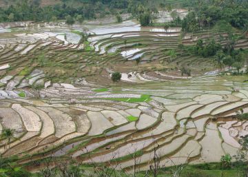 La agricultura intensiva es tan sostenible como la ecológica