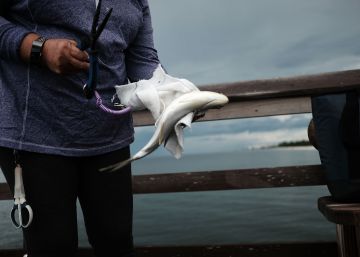 La marea roja deja un centenar de vacas marinas y delfines muertos en Florida